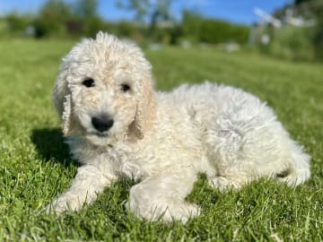 Goldendoodle · Västerlanda · Lugnets kennel
