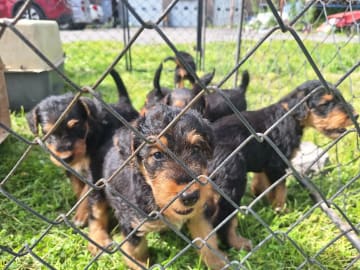 Airedaleterrier · Arneberg · Halvor Sigfridstad