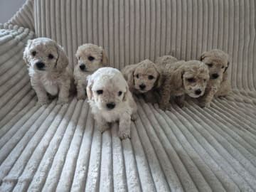 Maltipoo · Hässleholm · Daniela K.