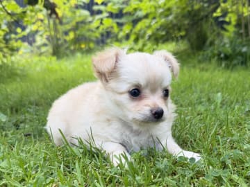 Chihuahua · Bergsjö · Valp