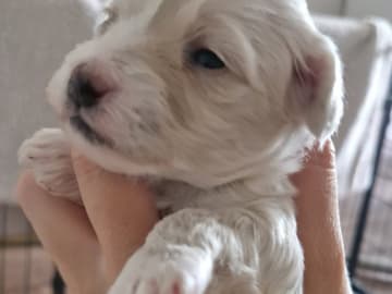 Maltipoo · Torshälla · Maltipoo