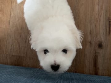 Coton de tulear · Aalborg · Kystvejens Coton og Xolo