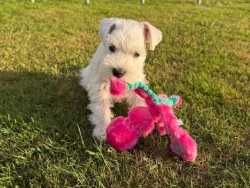 Dvärgschnauzer · Vara · Snowie Shine’s Kennel