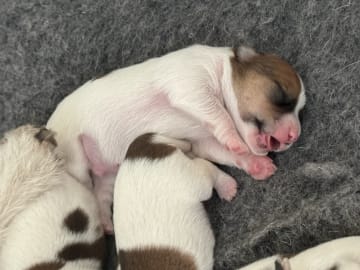 Jack russell terrier · Kristianstad · S'Wagger Tail