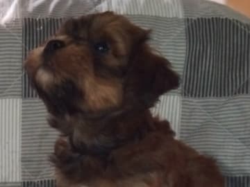 Bichon havanais · Ullerslev · Ubikvi'tær