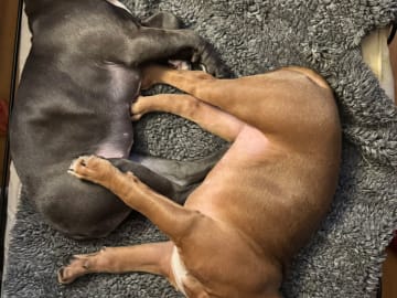 American bully