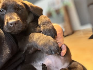 Labrador retriever · Rissa · Graciov A.