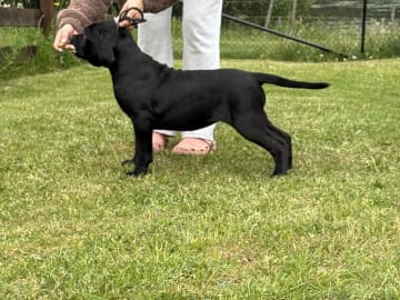 Cane corso · Norra Sorunda · Red Boss