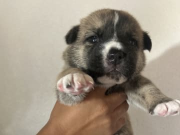 Akita · Holstebro · Linette N.