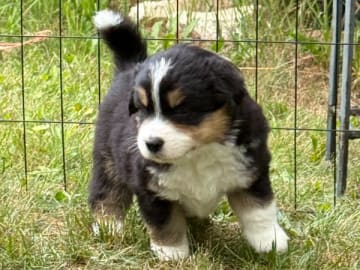 Miniature American Shepherd · Vittsjö · Kewonne