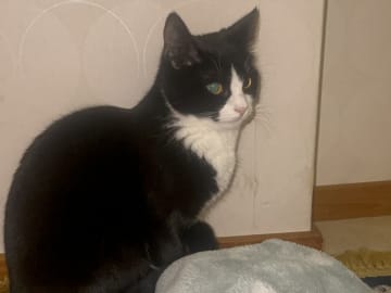 Exotic Shorthair · Karlstad · Aydeh N.
