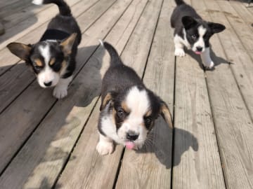 Welsh corgi cardigan · Frövi · Million dollar babys
