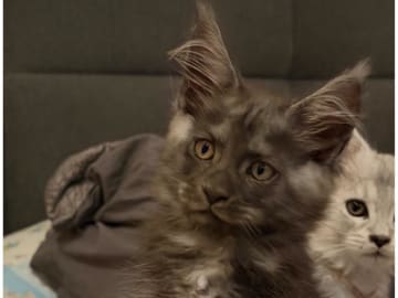 Maine Coon · Timmersdala · SE*Catillacs