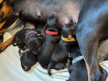 Manchester Terrier · Rennesøy · WestChester Kennel