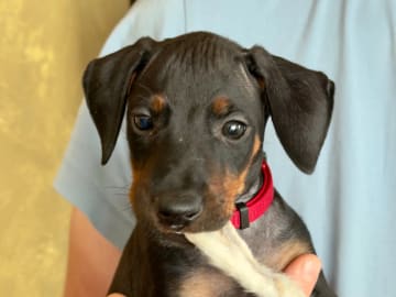 Manchesterterrier · Rennesøy · WestChester Kennel