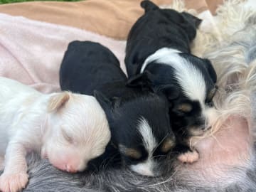 Chinese crested dog · Smedjebacken · Joffers
