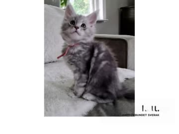 Maine Coon · Glanshammar · SE*Trollius New Moon