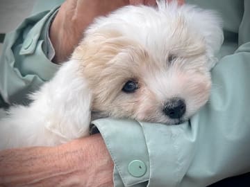 Coton de Tulear · Øvre Ervik · Nina Elisabeth Norill