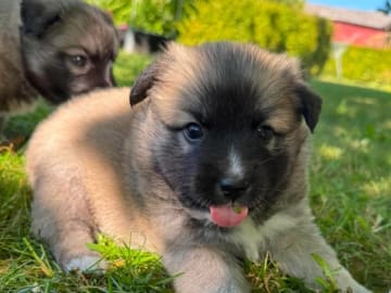Icelandic Sheepdog · Skælskør · Night-Bird's