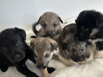 Siberian Husky · Stehag · Millie o Milo kennel