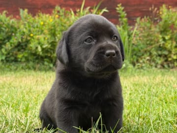 Labrador retriever · Vagnhärad · Unbridled Unicorn