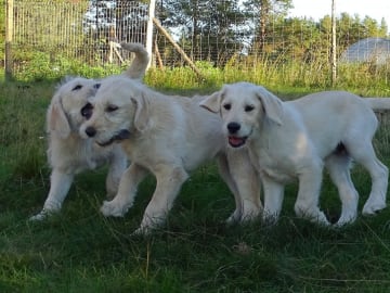 Labradoodle · överkalix · Humlehjarta