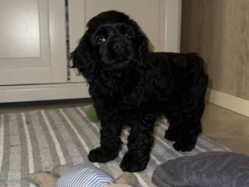 Amerikansk cocker spaniel · Malungsfors · Casadis