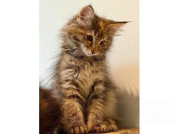 Norwegian Forest · Trelleborg · S*Livsnjutarna's