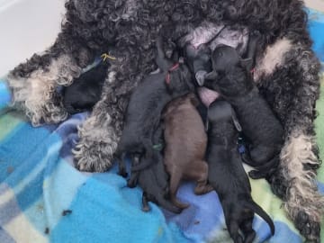 Pudel, dvärg · Upplands väsby · Ingen kennel