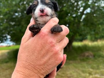 Chinese crested dog · Västerås · Vovverollens