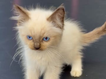 Ragdoll · Vittsjö · Fluffssons