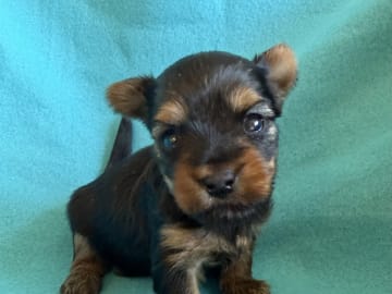 Yorkshireterrier · Tumba · Patricia P.