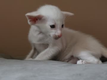 Orientaliskt korthår · Storebø · Oriental Adore Cattery