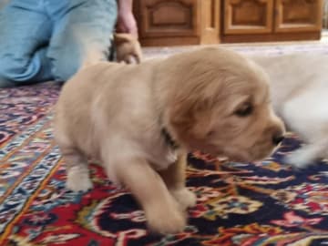 Golden Retriever · Bengtsfors · Sjöviksgårdens Golden Joy