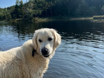 Golden retriever · Hamresanden · Elisabeth Juli Levinsen