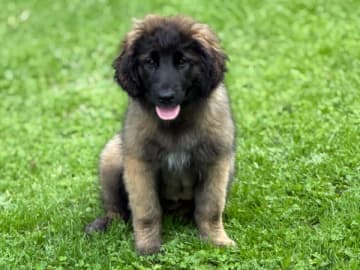 Leonberger · östra ryd · Skullsam