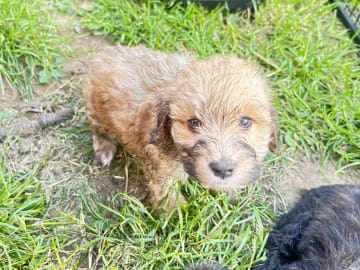 Shih-poo · Holstebro · Linette N.