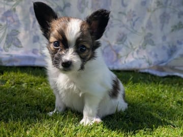 Papillon · Brastad · Bohusklippans