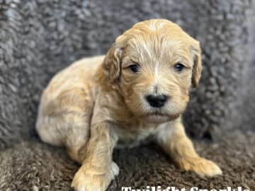Labradoodle · Vänge · Vanessa W.