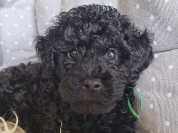 Pudel, dvärg · Upplands väsby · Ingen kennel