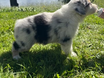 Australian shepherd · Långviksmon · Urbergets