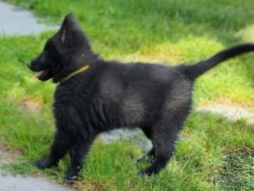 Belgian Shepherd Groenendael · Kløfta · Champs du Trêfle