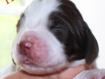 Engelsk springer spaniel · Uppsala · Quality Design