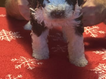 Goldies Prima
