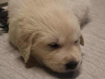Golden Retriever · Tjällmo · Ekbergarn’s  kennel