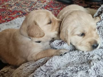 Golden Retriever · Bengtsfors · Sjöviksgårdens Golden Joy