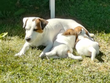 Jack russell terrier · Norrtälje · Väsbyligans