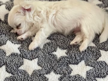 Chihuahua · Norrköping · Tettchi's