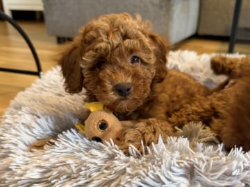 Toy Poodle · Landskrona · Yuliia K.