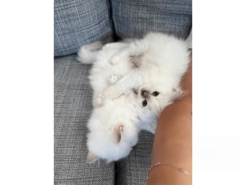 Hellig birma · Eslöv · SE*DiddlyPawsFarm